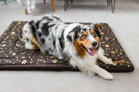 Legowisko materac dla psa Welsti brązowy złote kości i łapki XL 130x90 antypoślizgowy