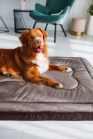 Legowisko materac dla psa Welsti ciemny szary srebrne kości i łapki XL 130x90 antypoślizgowy