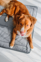 Legowisko materac dla psa Welsti ciemny szary srebrne kości i łapki XL 130x90 antypoślizgowy