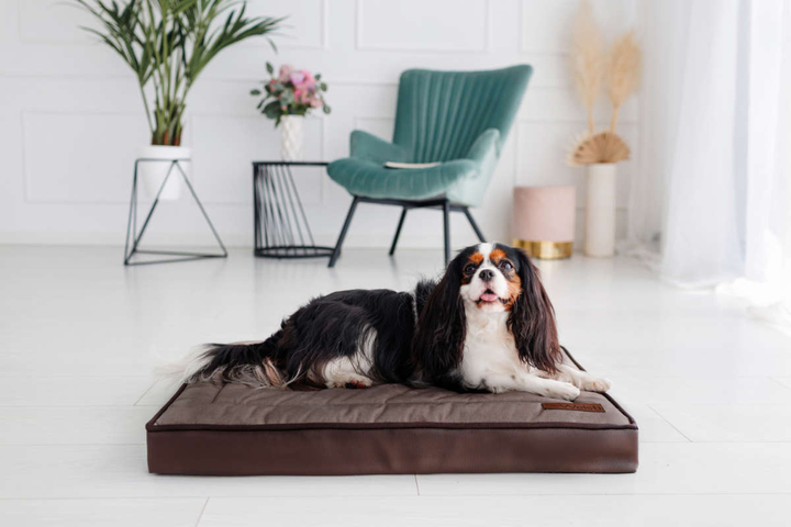 Legowisko materac dla psa Welsti ciemny szary srebrne kości i łapki M 70x50 antypoślizgowy